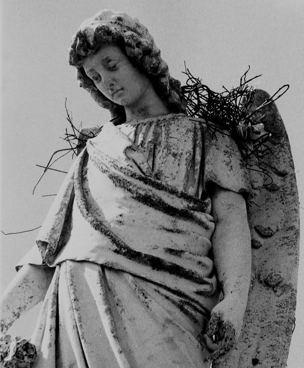 angel11
