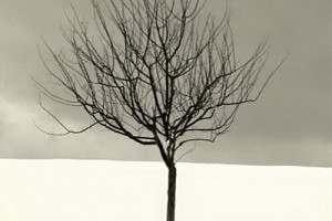 Song of the Arid Orange Tree