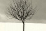 Song of the Arid Orange T